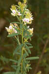 Narrowleaf lespedeza